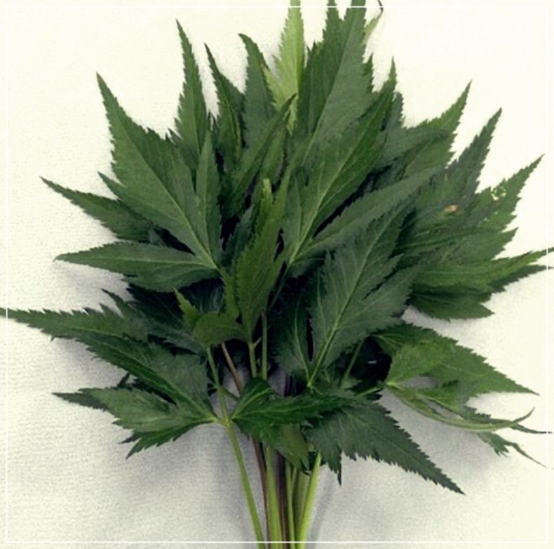 당귀차 효능 만드는 법 부작용 알아보기