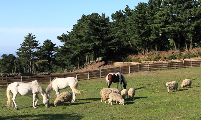 5월 제주도 2박3일 일정 - 스쿠터 여행코스 - 제주 양떼 목장