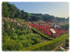 부천 백만송이장미원