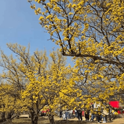 구례 산수유 축제 일정, 주차, 주변 여행지 안내