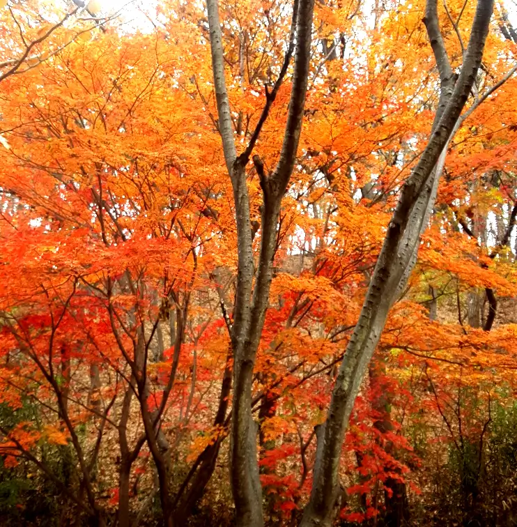 갈색-붉은색-단풍-나무