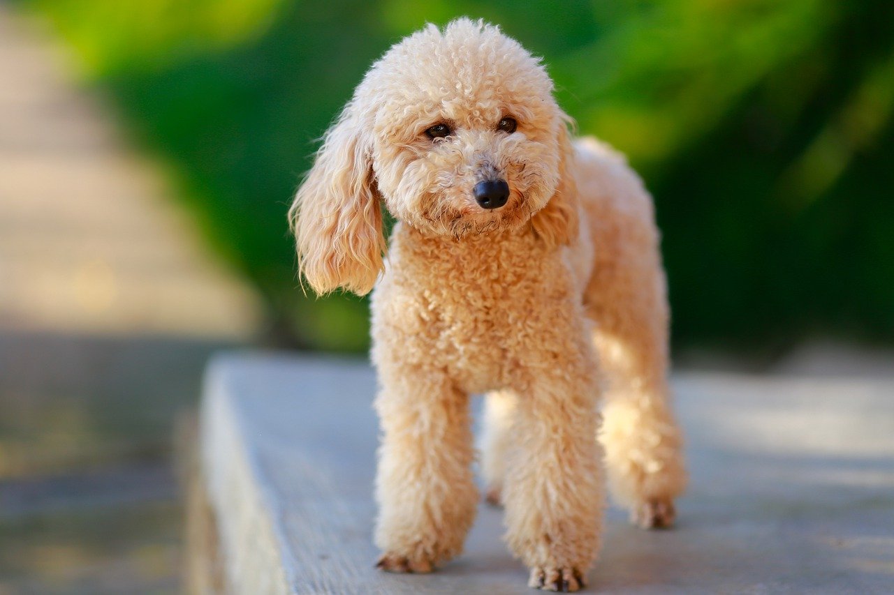 강아지무료분양