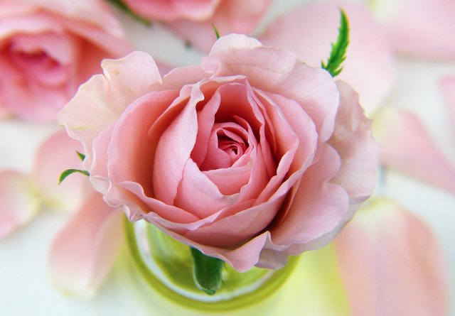 2025 서울국제정원박람회