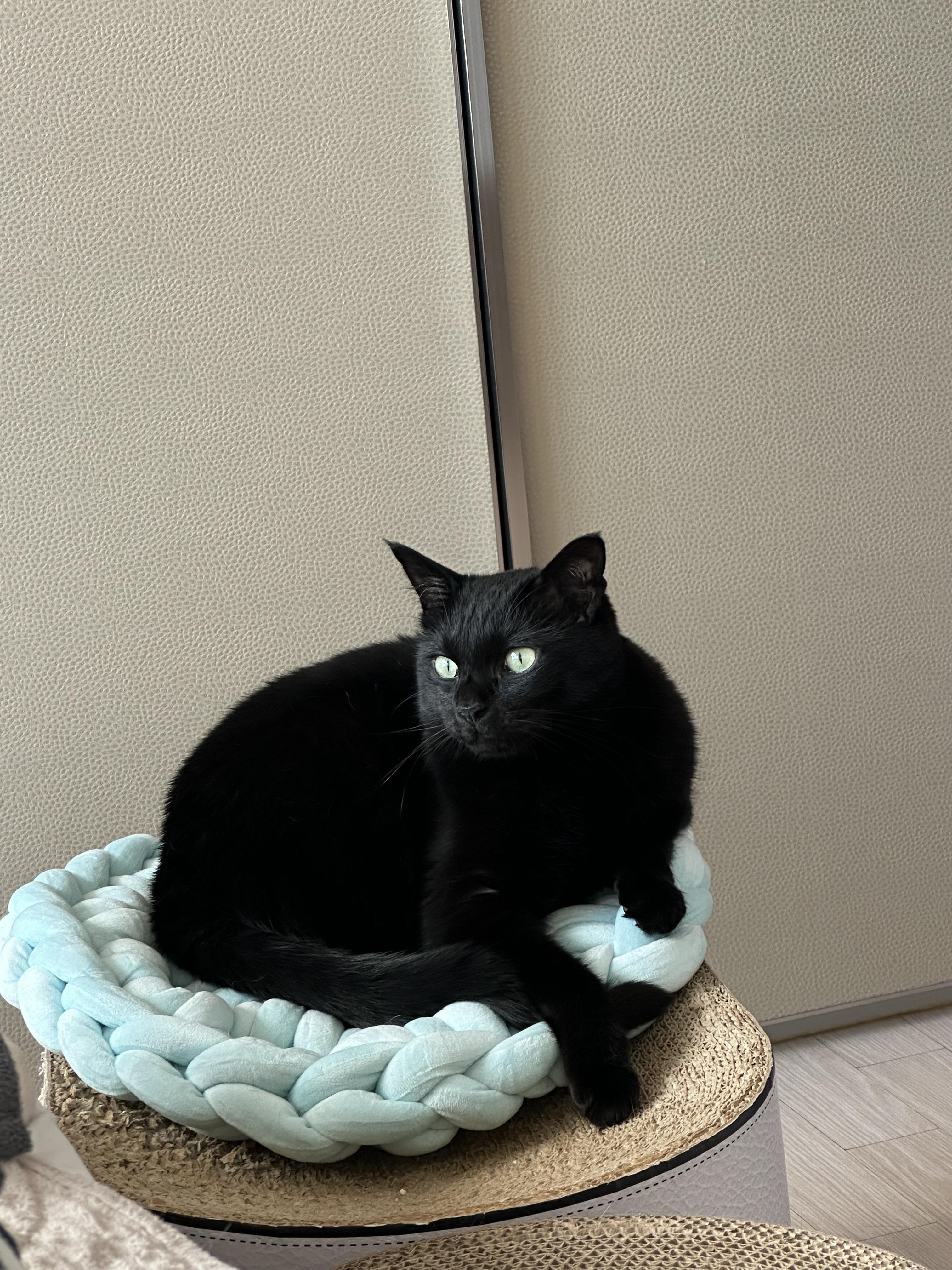 민트색_자이언트얀_방석_위에_앉아_있는_멋쟁이_올블랙고양이_건이_1