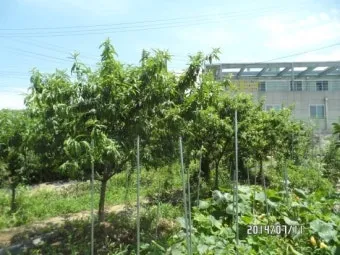 복숭아 재배 꽃 솎기 잎 따기 갈반병 방제_9