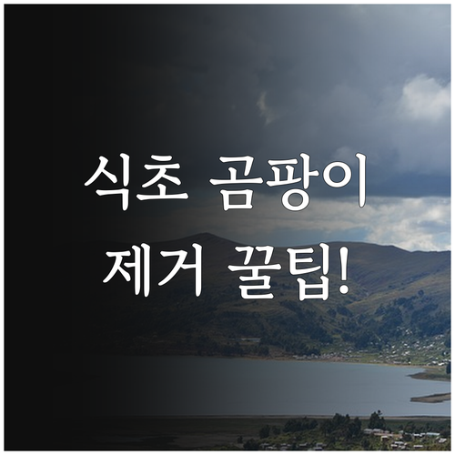 곰팡이 제거 흰 식초 사용법과 주의사..