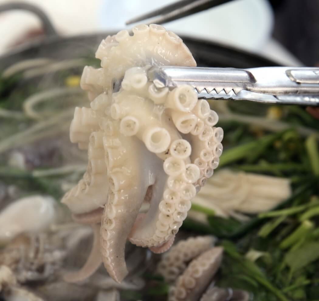 서천 동백꽃 주꾸미축제