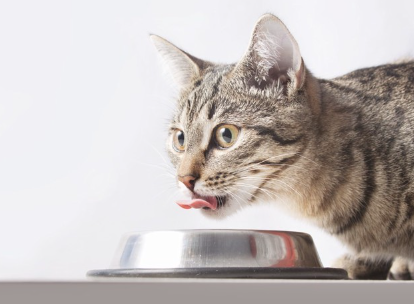 물을 마시는 고양이.