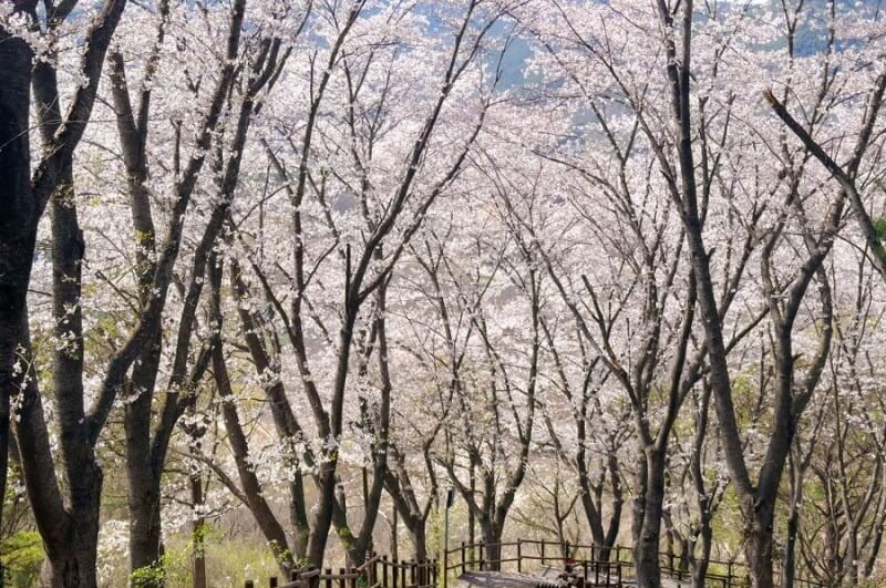 벚꽃축제 / 전라도 벚꽃축제 BEST 5/ 벚꽃명소