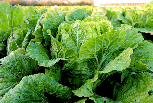 열정농부 강원도 고랭지 배추