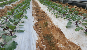 생거진천 이원농장 콜라비