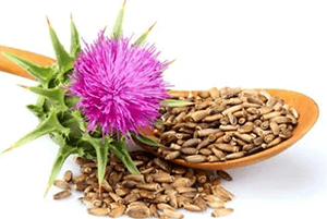 밀크씨슬 효과02