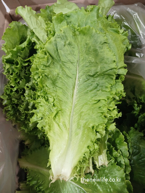 Crisp green lettuce leaves, helpful for reducing abdominal fat./ 복부비만을 줄이는데 도움이 되는 신선함을 자랑하는 상추 잎