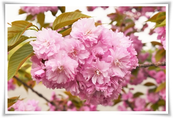 "벚꽃" 희망과 새로운 시작의 상징 봄의 전령사!