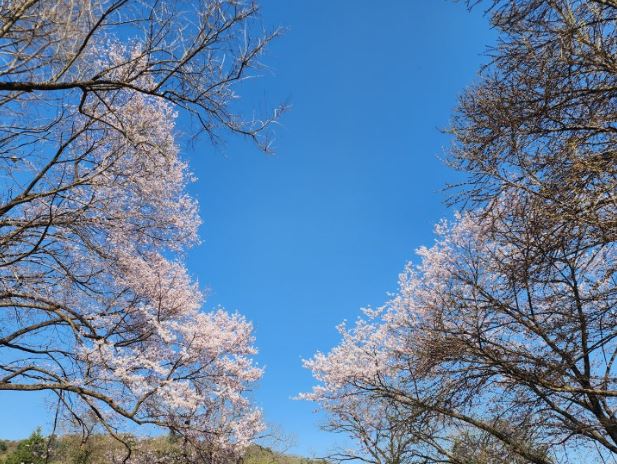 포천 벚꽃