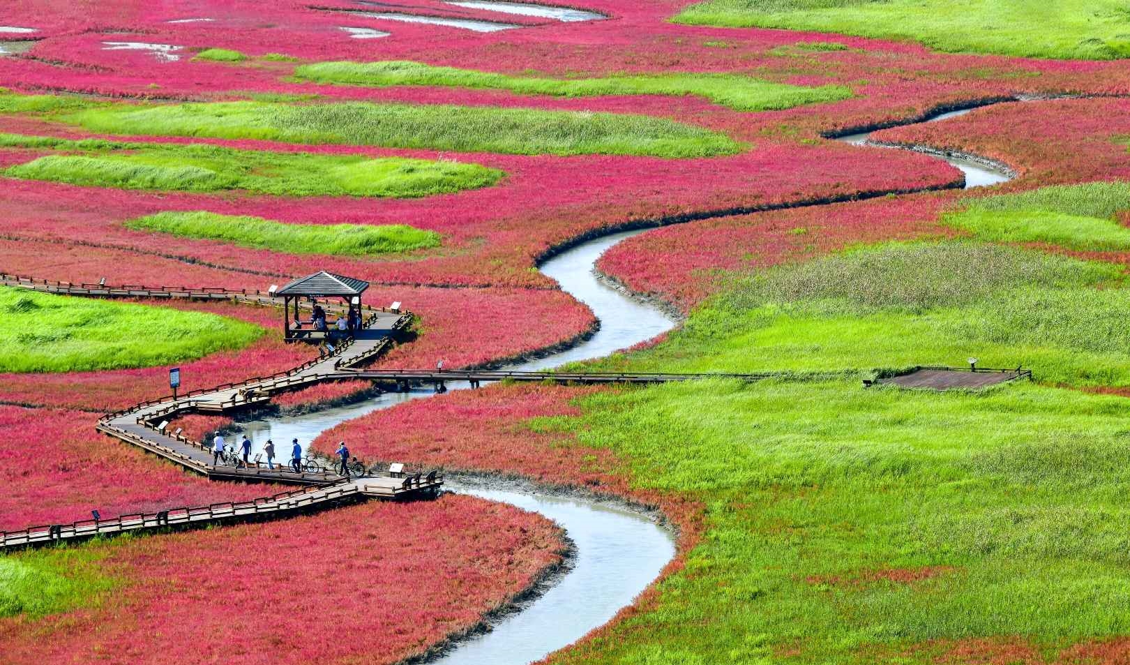 신안 염생식물원