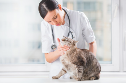 진찰 중인 고양이.