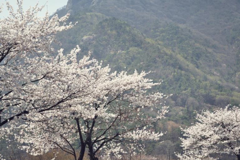 계룡산 동학사 벚꽃 축제