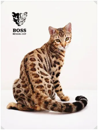 뱅갈고양이 유전병 털빠짐 무늬 수명 가격_8