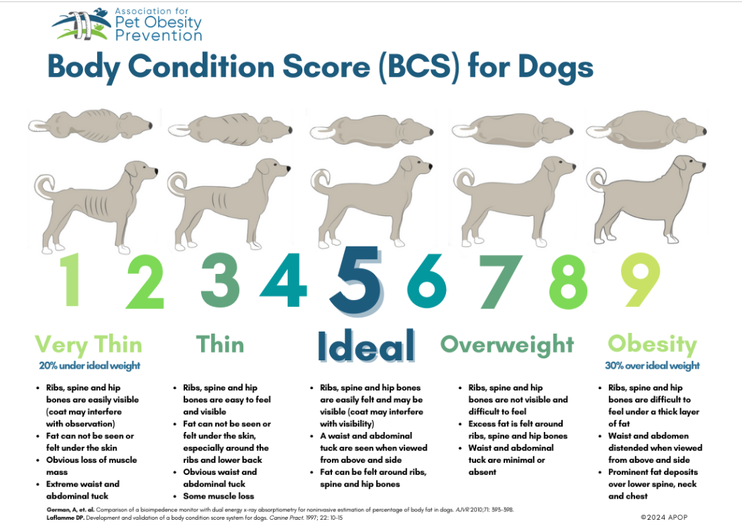 강아지 비만도 평가 BCS