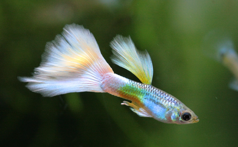 열대어 스트레스 원인과 해결 법 &ndash; 건강한 환경 만들기