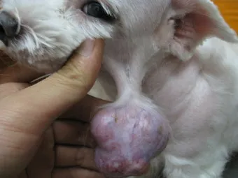강아지 몸에 혹 악성종양 구분 세포검사 후기 사례집_4
