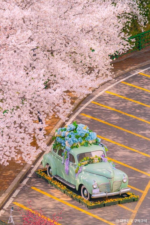 2025년봄꽃개화시기