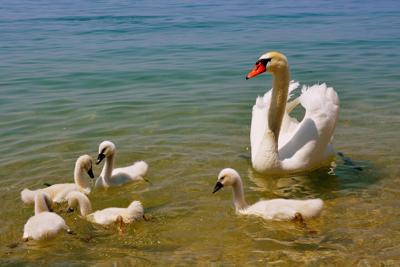 코로나 이후 변화한 인사 예의범절: 악수 절 사회