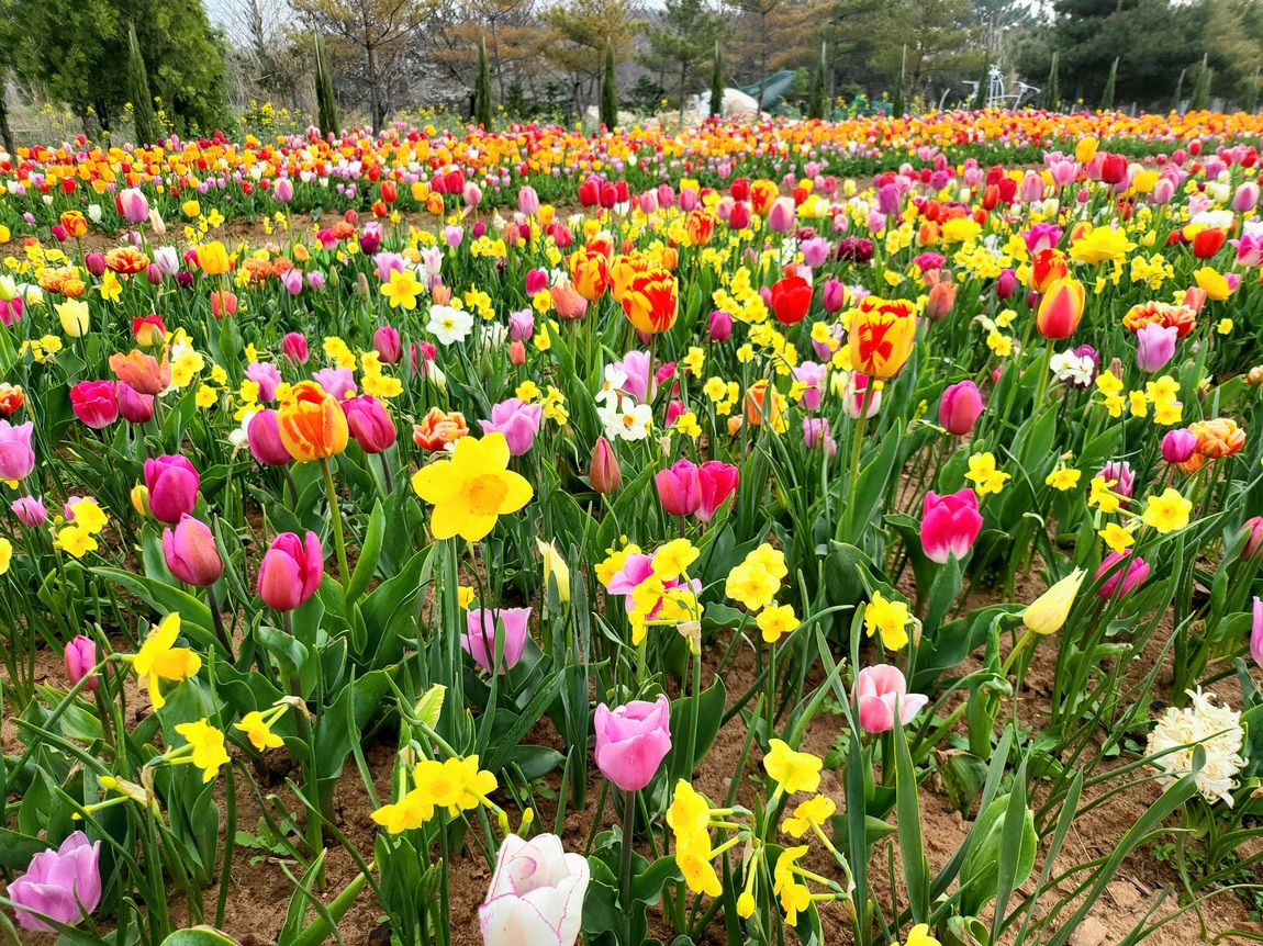 2025 태안 봄꽃 정원 기본정보