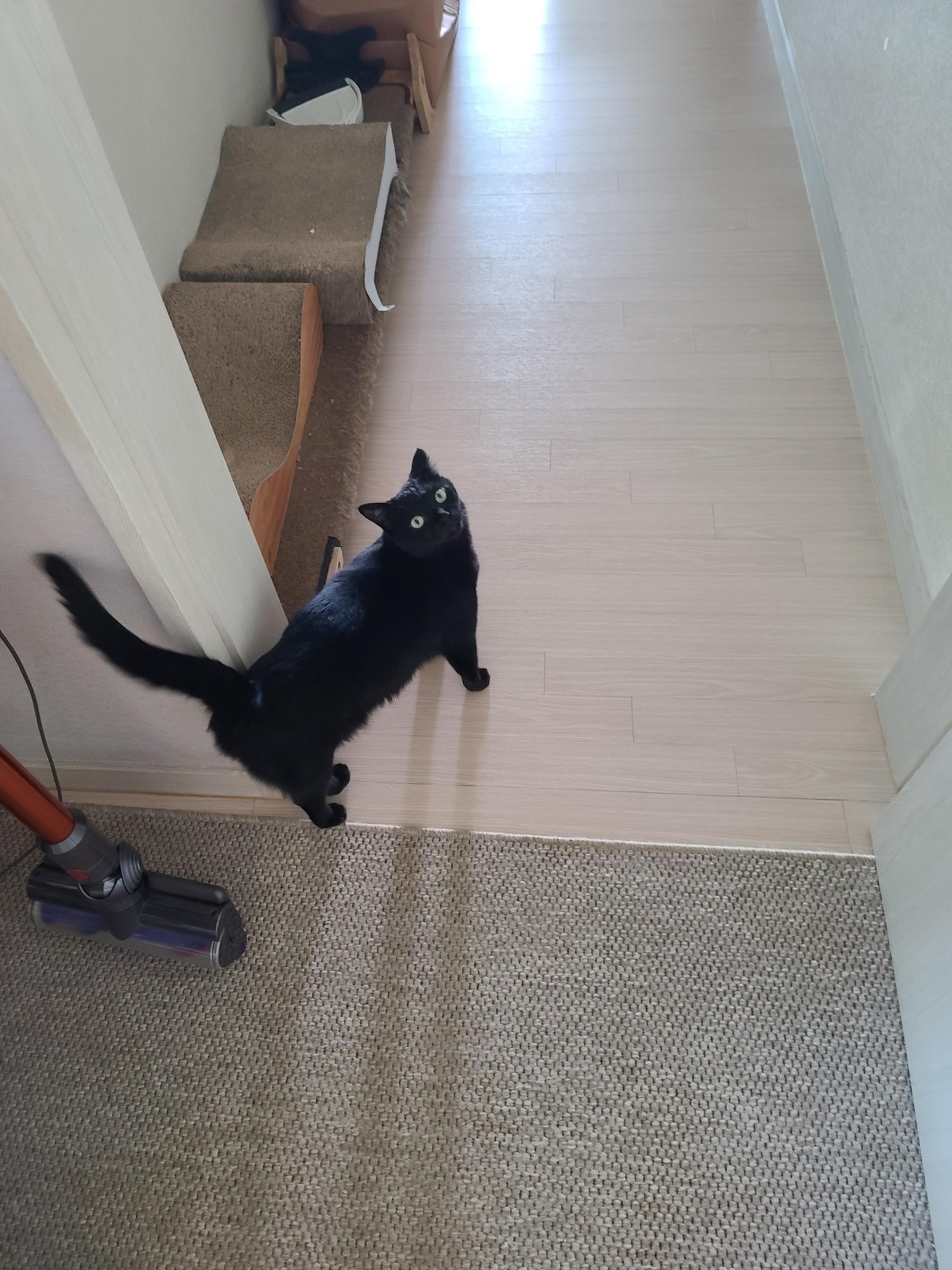 오늘 아침부터 집사를 깨운 냥냥이는 다다! 부들부들..