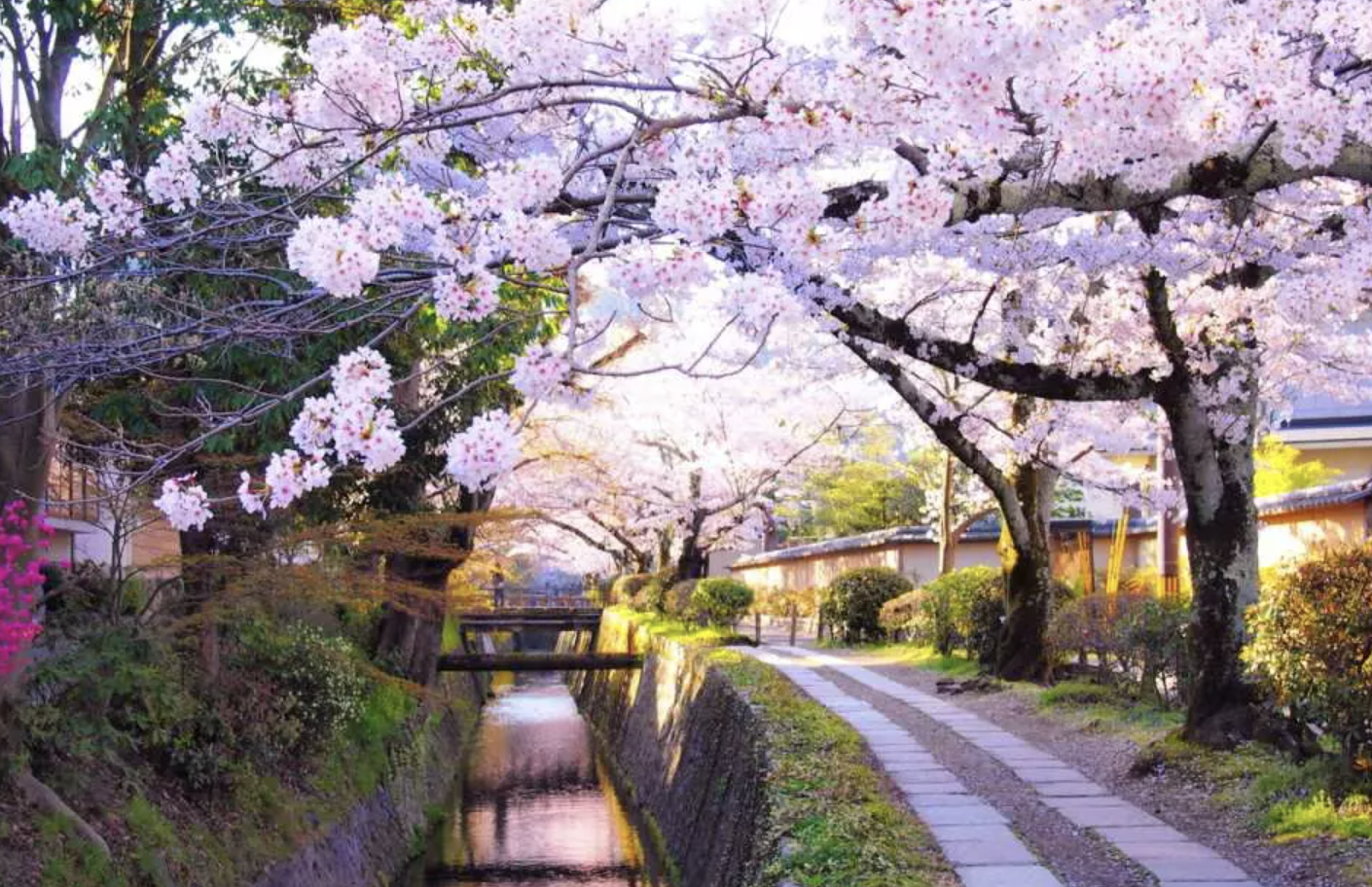 2023 오사카 벚꽃 축제 개화시기 명소 BEST 05 + 근교 교토 포함