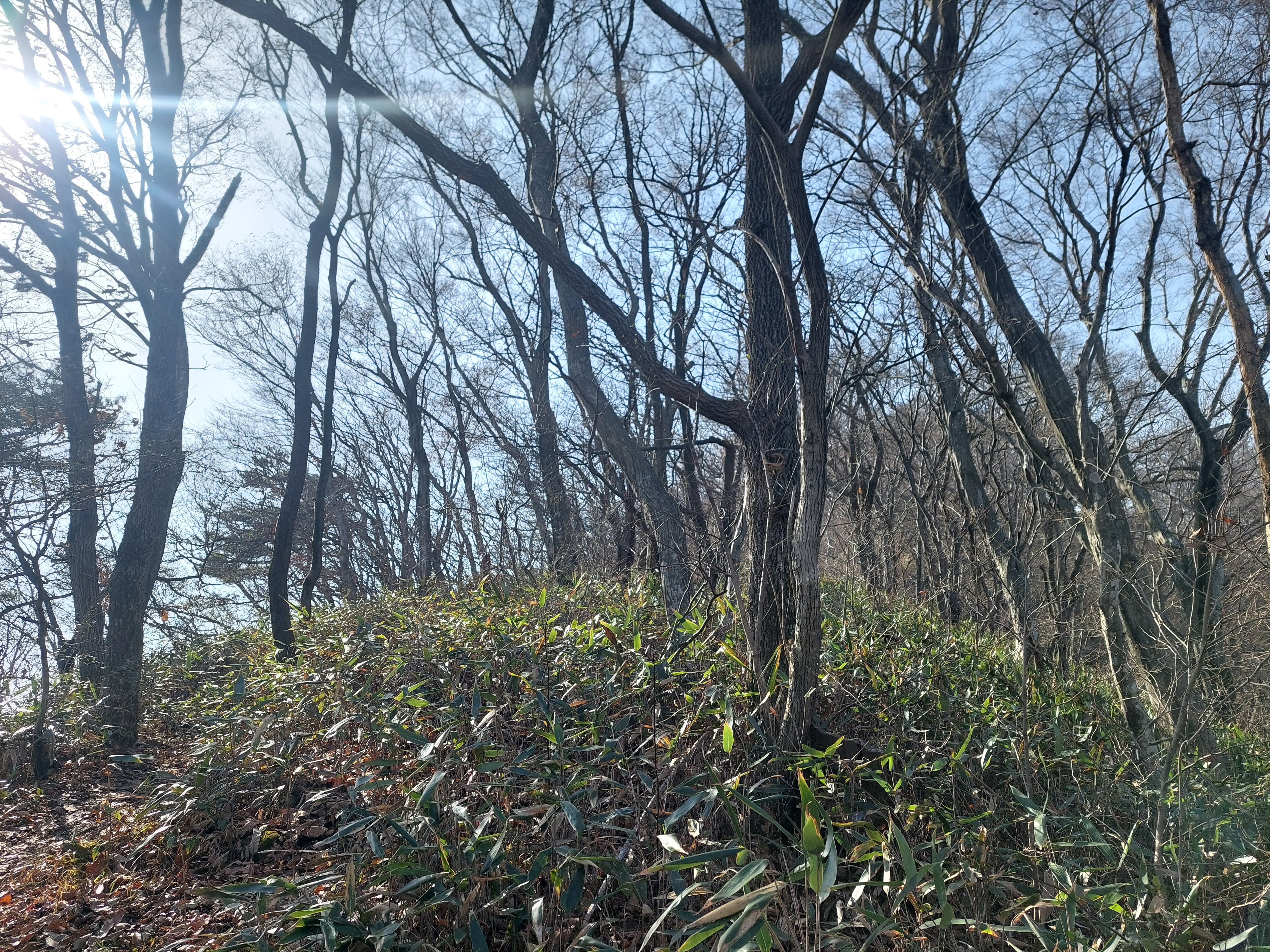 축령산