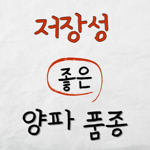 저장성좋은양파품종