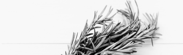 로즈마리 키우기, 로즈마리 키우는법 (물주기, 가지치기, 삽목, 분갈이)