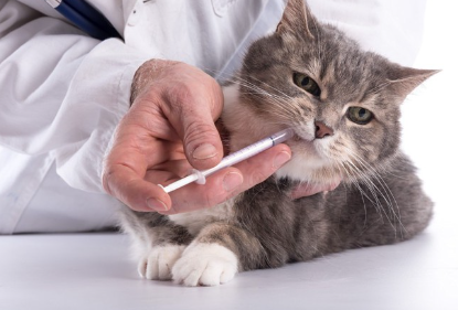 턱 치료를 받는 고양이.