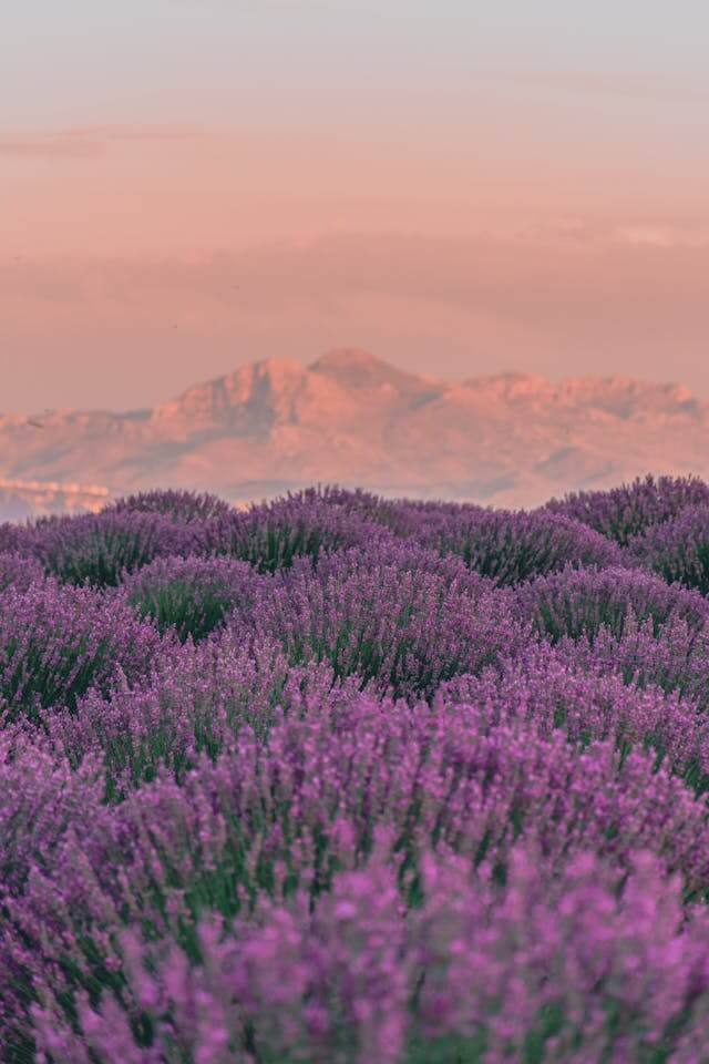 봄 꽃 관련 사진