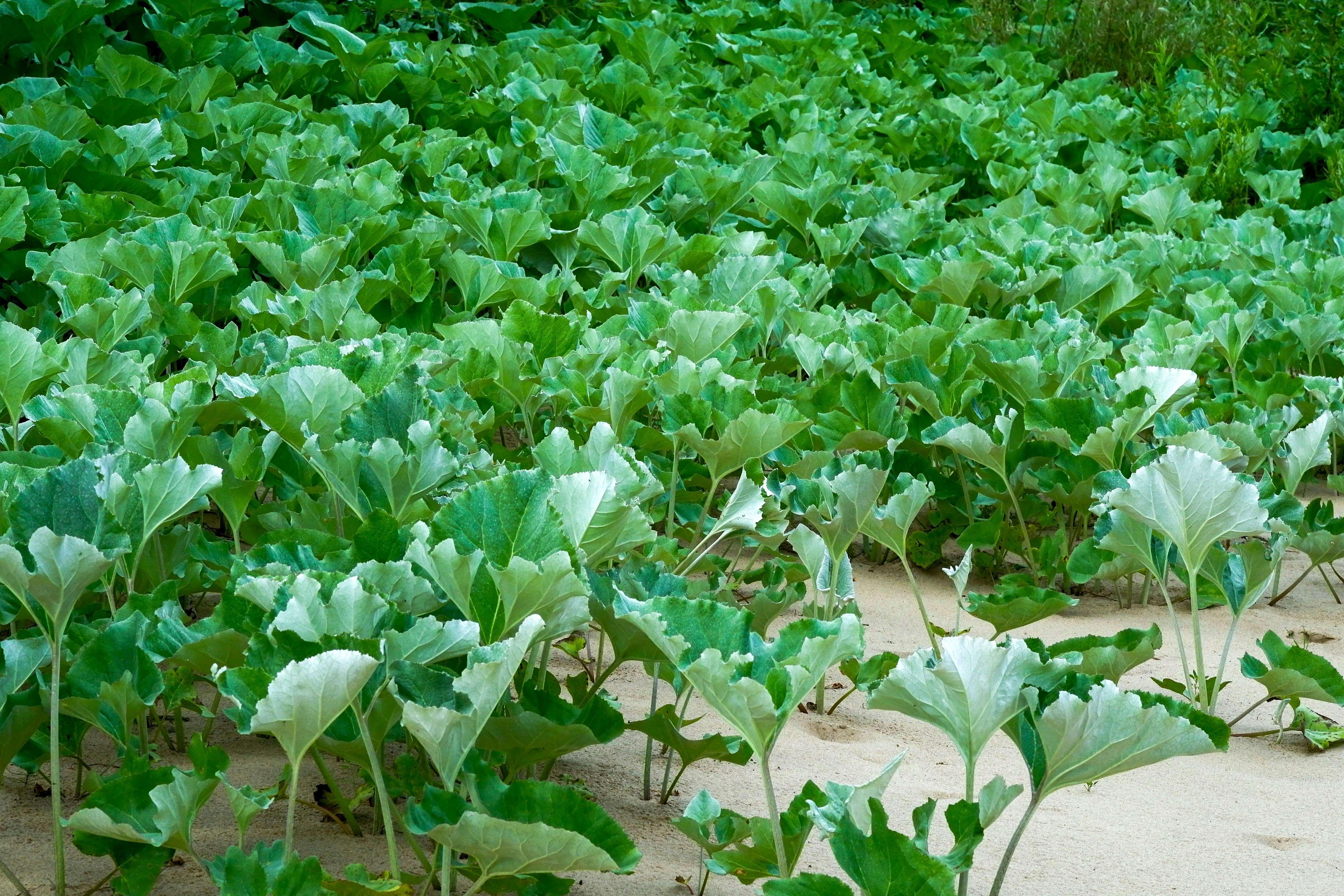 냉이 효능과 부작용 제대로 알기: 면역력 강화부터 다이어트까지 완벽 분석