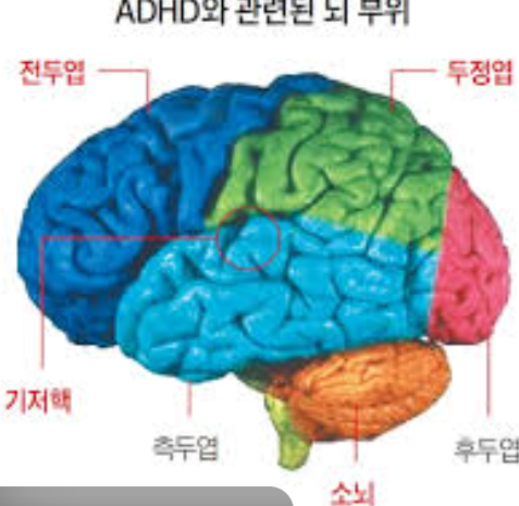 주의력결핍장애와 관련된 뇌
