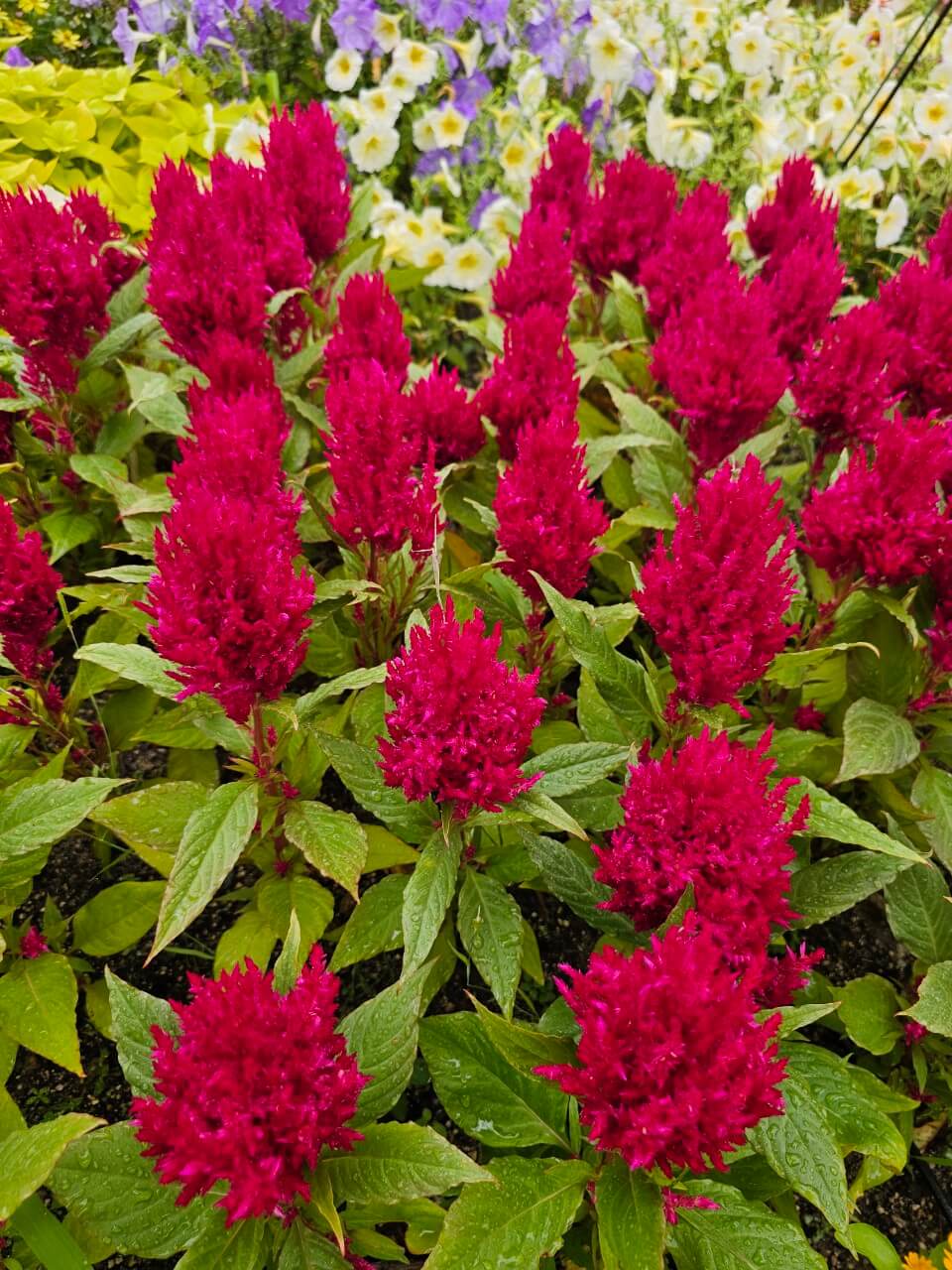 선진국의 장애인 자립주거 정책