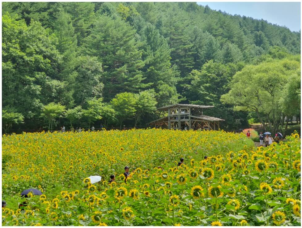 태백해바라기축제