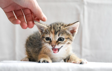 고양이 꿈해몽 풀이 (상황별&amp;#44; 색깔별 해석)