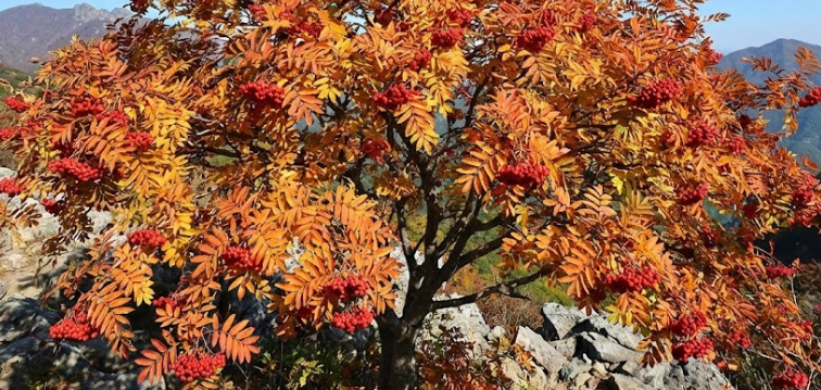 마가목 열매 이미지 고해상도