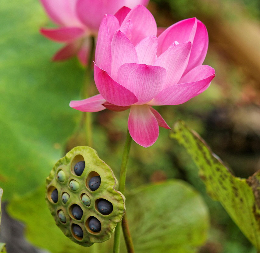 왕의 보약이라 불리며 치매 예방과 혈관 건강에 탁월한 연자(연꽃 씨앗)