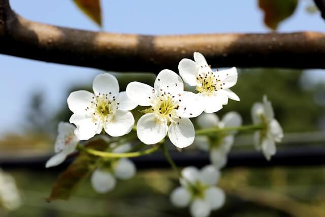 배도라지즙 효능과 추천_성분까지 정리