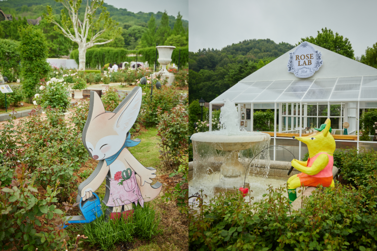에버랜드 로로티 장미축제