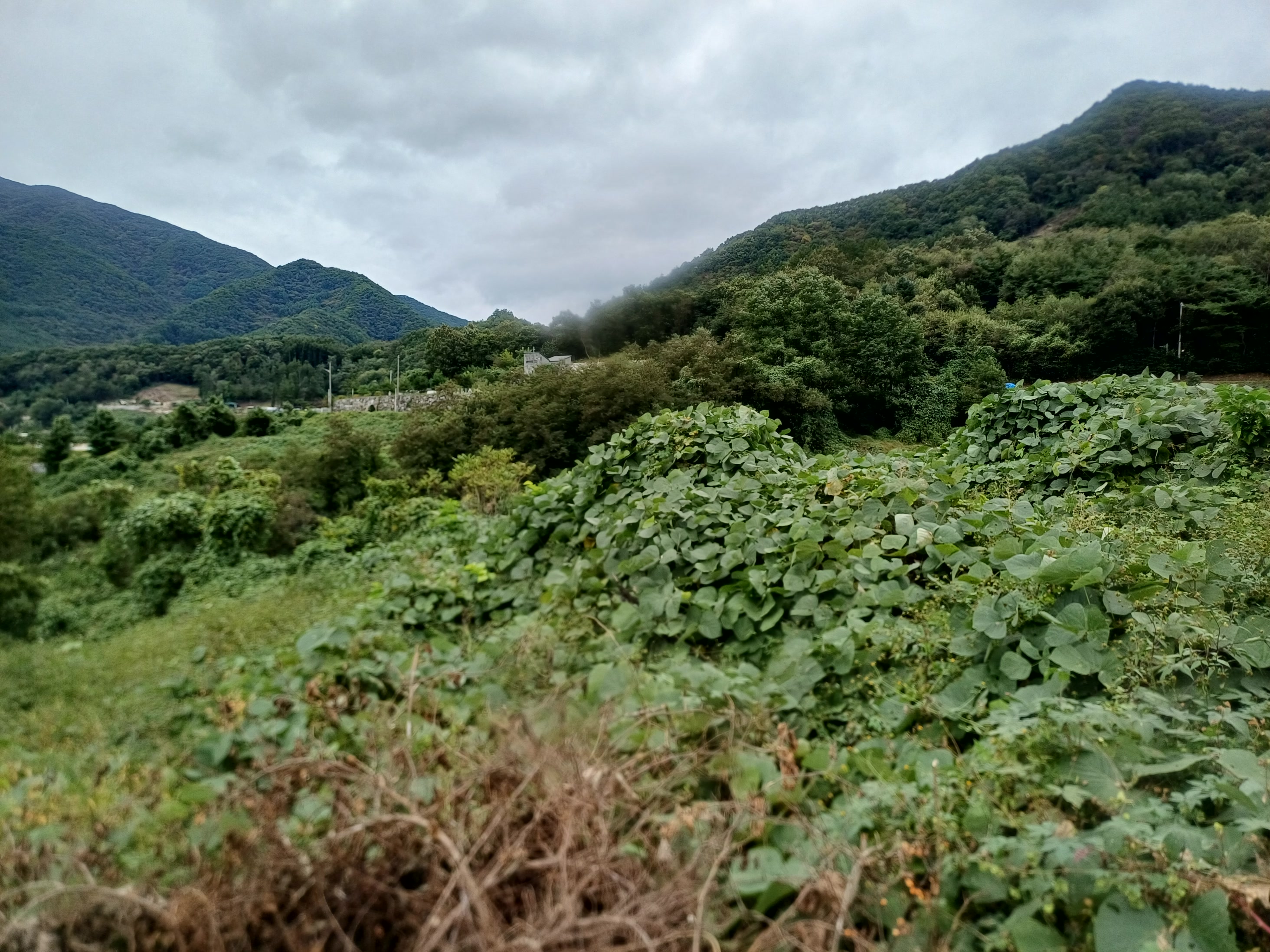 흐린 하늘의 동강 수면