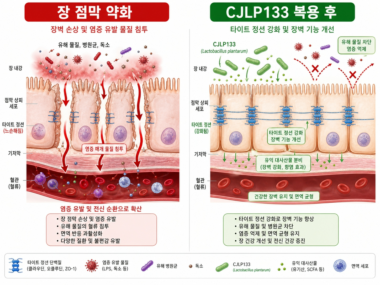 CJLP133-장점막강화-밀착연접-tight-junction-피부가려움-메커니즘