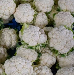 콜리플라워 효능 성분 먹는방법 부작용 고르는법