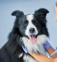 14살 노견 스케일링과 발치 치과 수술 전, 후 관리법