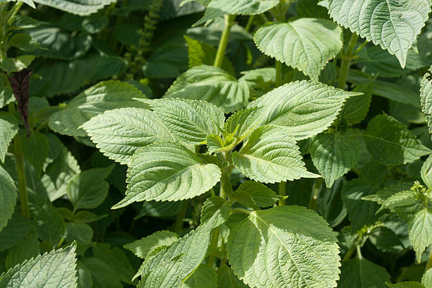깻잎 효능 12가지와 부작용 및 하루 권장량 보관법 고르는 법